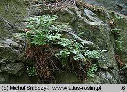 Asplenium cuneifolium (zanokcica klinowata)