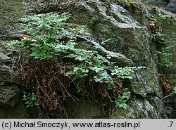 Asplenium cuneifolium (zanokcica klinowata)