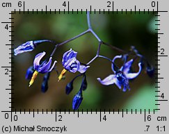 Solanum dulcamara (psianka słodkogórz)