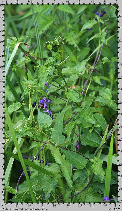 Solanum dulcamara (psianka słodkogórz)