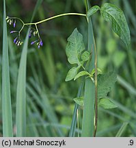 Solanum dulcamara (psianka słodkogórz)