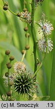 Sparganium erectum (jeżogłówka gałęzista)