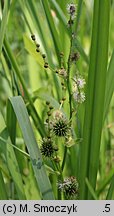 Sparganium erectum (jeżogłówka gałęzista)