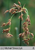 Schoenoplectus lacustris (oczeret jeziorny)