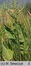 Rumex hydrolapathum (szczaw lancetowaty)