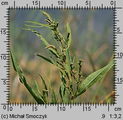 Rumex hydrolapathum (szczaw lancetowaty)