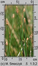 Eleocharis palustris (ponikło błotne)