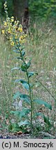 Verbascum lychnitis (dziewanna firletkowa)