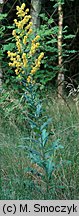 Verbascum lychnitis (dziewanna firletkowa)