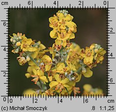 Verbascum lychnitis (dziewanna firletkowa)