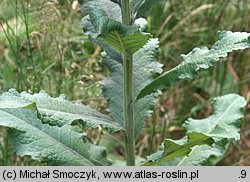 Verbascum lychnitis (dziewanna firletkowa)