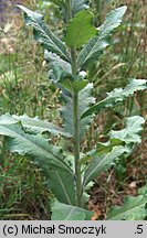 Verbascum lychnitis (dziewanna firletkowa)