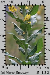 Verbascum lychnitis (dziewanna firletkowa)