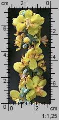 Verbascum lychnitis (dziewanna firletkowa)