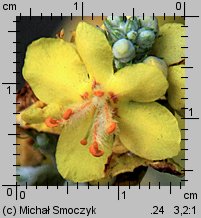 Verbascum lychnitis (dziewanna firletkowa)