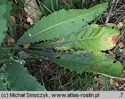 Verbascum lychnitis (dziewanna firletkowa)