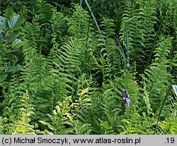 Thelypteris palustris (zachylnik błotny)