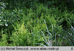 Thelypteris palustris (zachylnik błotny)