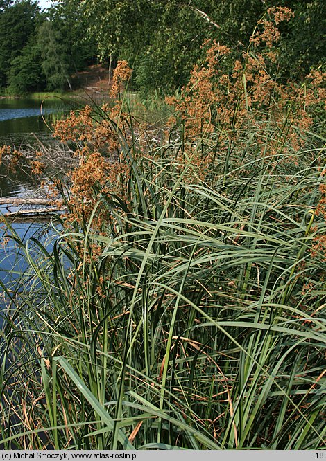 Cladium mariscus (kłoć wiechowata)