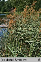 Cladium mariscus (kłoć wiechowata)