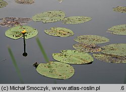 Nuphar lutea (grążel żółty)