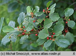 Frangula alnus (kruszyna pospolita)