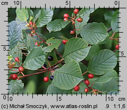 Frangula alnus (kruszyna pospolita)