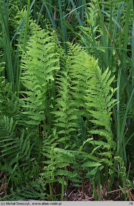 Thelypteris palustris (zachylnik błotny)