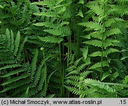 Thelypteris palustris (zachylnik błotny)