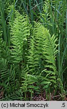 Thelypteris palustris (zachylnik błotny)