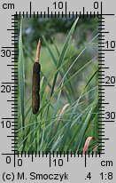 Typha latifolia (pałka szerokolistna)
