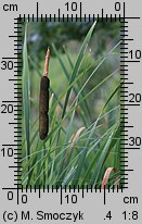 Typha latifolia (pałka szerokolistna)