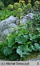 Angelica archangelica ssp. archangelica (dzięgiel litwor typowy)