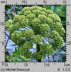 Angelica archangelica ssp. archangelica (dzięgiel litwor typowy)