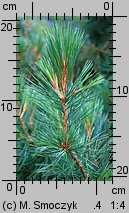 Pinus cembra (sosna limba)