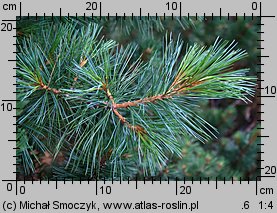 Pinus cembra (sosna limba)