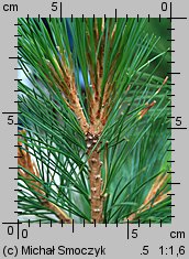 Pinus cembra (sosna limba)