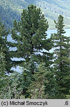 Pinus cembra (sosna limba)