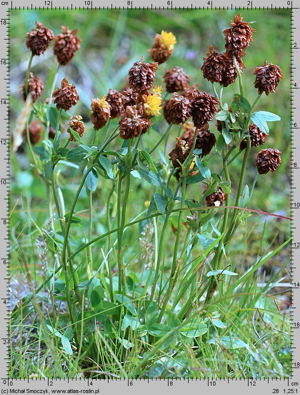 Trifolium badium (koniczyna brunatna)