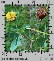 Trifolium badium (koniczyna brunatna)