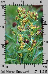 Solidago alpestris (nawłoć alpejska)