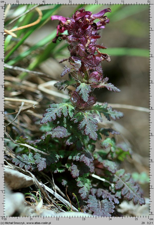 Pedicularis verticillata (gnidosz okółkowy)