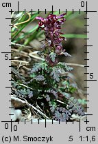 Pedicularis verticillata (gnidosz okółkowy)