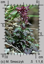 Pedicularis verticillata (gnidosz okółkowy)