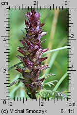 Pedicularis verticillata (gnidosz okółkowy)