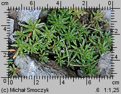 Saxifraga aizoides (skalnica nakrapiana)