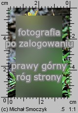 Saxifraga aizoides (skalnica nakrapiana)