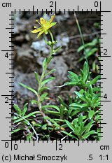 Saxifraga aizoides (skalnica nakrapiana)