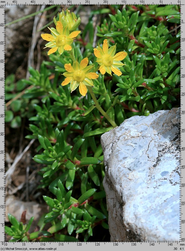 Saxifraga aizoides (skalnica nakrapiana)