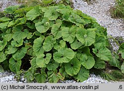 Petasites kablikianus (lepiężnik wyłysiały)